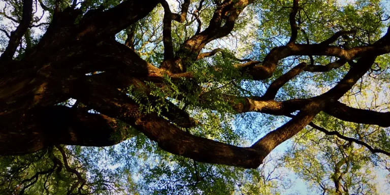 Trees of Buenos Aires