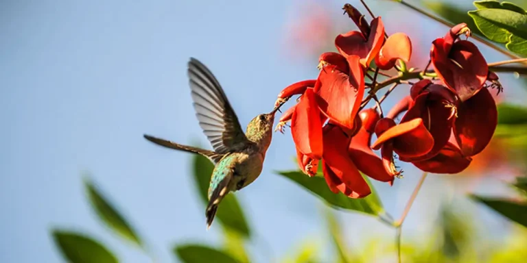 Bird Watching Buenos Aires